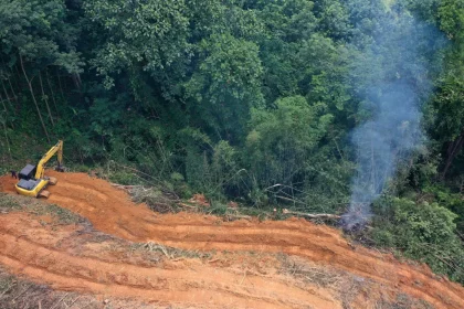 desmatamento-cai-32,4%-no-brasil-em-2024,-aponta-relatorio