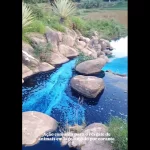 caminhao-derrama-corante-em-lago-de-sp-e-mata-animais-tingidos-de-azul