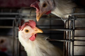 fao:-caso-de-gripe-aviaria-no-brasil-marca-nova-etapa-do-virus