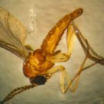 estado-de-sao-paulo-registra-44-casos-de-febre-de-oropouche