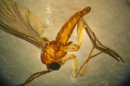 estado-de-sao-paulo-registra-44-casos-de-febre-de-oropouche