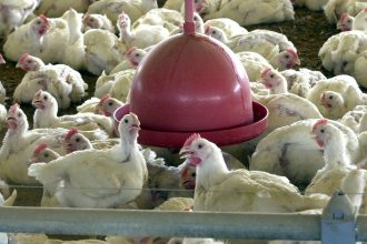 albania,-namibia-e-india-suspendem-importacao-de-frango-do-brasil