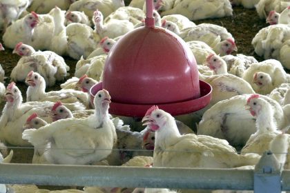 albania,-namibia-e-india-suspendem-importacao-de-frango-do-brasil