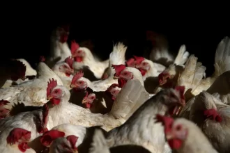 brasil-registra-122-mil-casos-de-canibalismo-entre-frangos-em-2025