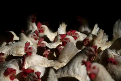 brasil-registra-122-mil-casos-de-canibalismo-entre-frangos-em-2025