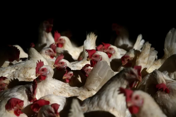 brasil-registra-122-mil-casos-de-canibalismo-entre-frangos-em-2025