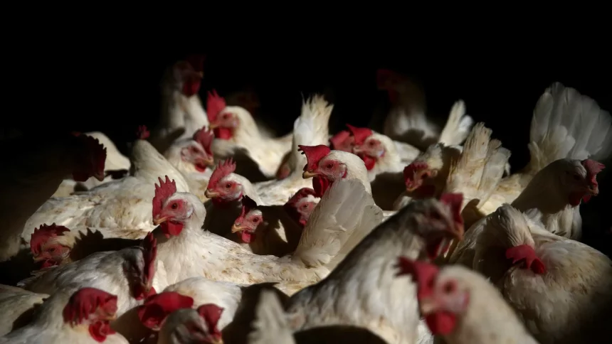 brasil-registra-122-mil-casos-de-canibalismo-entre-frangos-em-2025