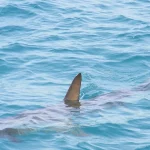 tubaroes-sao-avistados-no-rio-e-governo-emite-alerta-aos-banhistas