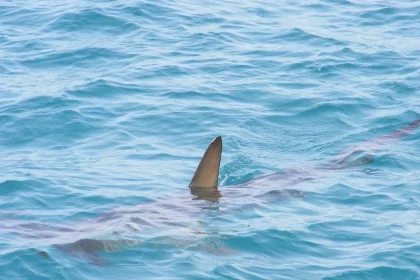 tubaroes-sao-avistados-no-rio-e-governo-emite-alerta-aos-banhistas