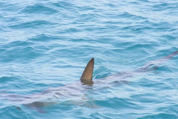 tubaroes-sao-avistados-no-rio-e-governo-emite-alerta-aos-banhistas