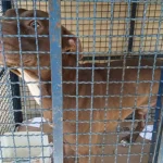 pitbull-entra-em-escola-e-fere-seis-alunos-no-rio