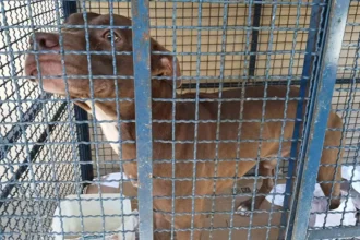 pitbull-entra-em-escola-e-fere-seis-alunos-no-rio