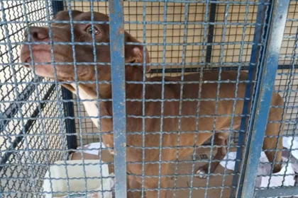 pitbull-entra-em-escola-e-fere-seis-alunos-no-rio