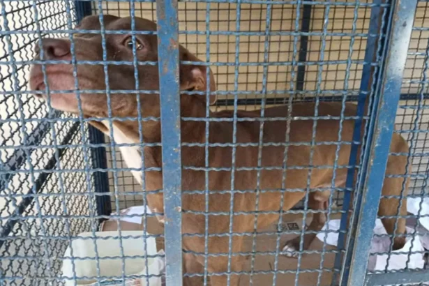 pitbull-entra-em-escola-e-fere-seis-alunos-no-rio