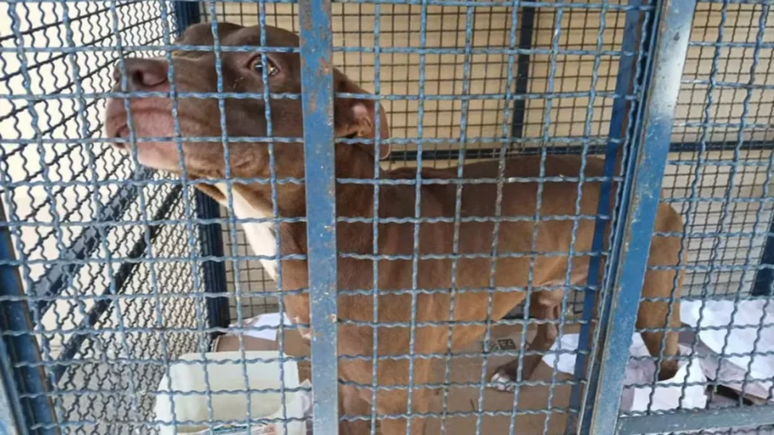 pitbull-entra-em-escola-e-fere-seis-alunos-no-rio