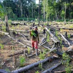 perda-de-florestas-no-mundo-bate-recorde-em-2024-com-avanco-de-incendios
