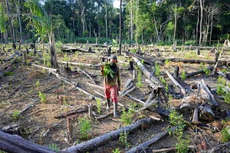 perda-de-florestas-no-mundo-bate-recorde-em-2024-com-avanco-de-incendios