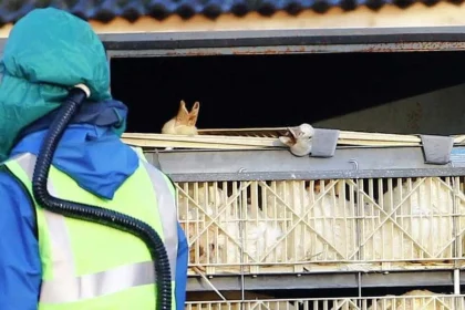 gripe-aviaria:-o-que-e,-quais-os-riscos-e-como-se-proteger