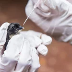 gripe-aviaria:-uruguai-e-sc-reforcam-as-barreiras-sanitarias-nas-divisas