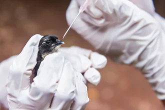 gripe-aviaria:-uruguai-e-sc-reforcam-as-barreiras-sanitarias-nas-divisas