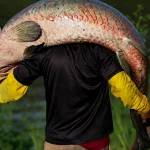 peixe-gigante-da-amazonia-de-mais-de-2-metros-e-pescado-na-bahia;-entenda-qual-e-risco