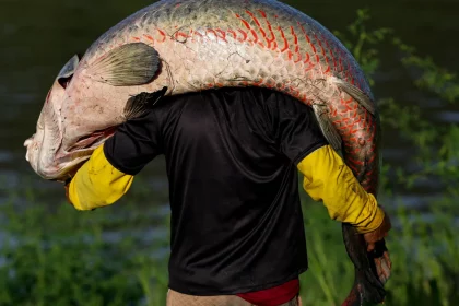 peixe-gigante-da-amazonia-de-mais-de-2-metros-e-pescado-na-bahia;-entenda-qual-e-risco