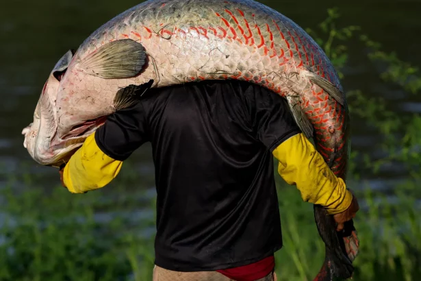 peixe-gigante-da-amazonia-de-mais-de-2-metros-e-pescado-na-bahia;-entenda-qual-e-risco