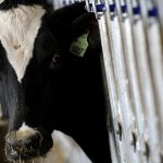 pais-recebe-status-internacional-como-livre-de-febre-aftosa-sem-vacina