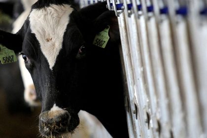 pais-recebe-status-internacional-como-livre-de-febre-aftosa-sem-vacina