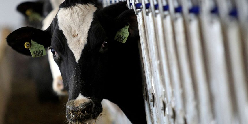 pais-recebe-status-internacional-como-livre-de-febre-aftosa-sem-vacina