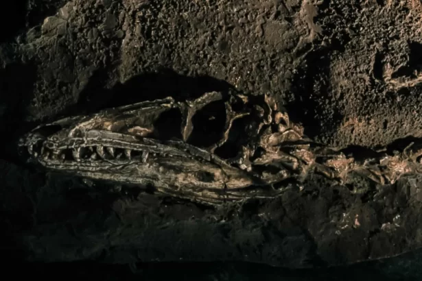 fossil-descoberto-no-brasil-lanca-luz-sobre-origem-dos-dinossauros