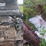 delegado-se-envolve-em-acidente-provocado-por-animais-na-pista;-2-bois-morreram