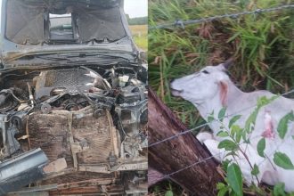 delegado-se-envolve-em-acidente-provocado-por-animais-na-pista;-2-bois-morreram