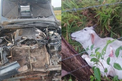 delegado-se-envolve-em-acidente-provocado-por-animais-na-pista;-2-bois-morreram