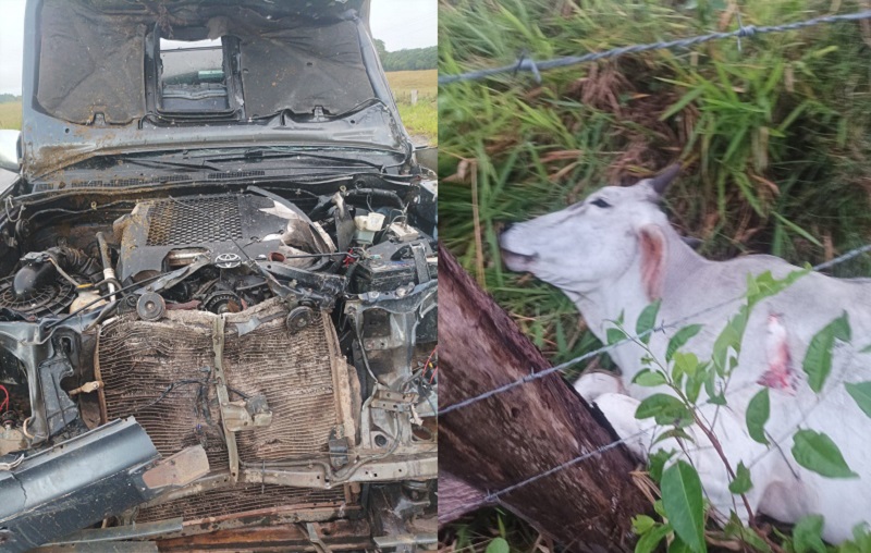 delegado-se-envolve-em-acidente-provocado-por-animais-na-pista;-2-bois-morreram