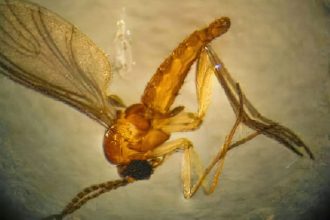 estado-do-rio-registra-quarta-morte-por-febre-do-oropouche