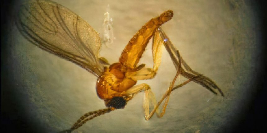 estado-do-rio-registra-quarta-morte-por-febre-do-oropouche