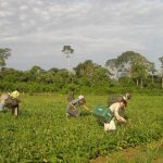 cmn-reduz-para-r$-200-mil-limite-de-enquadramento-no-proagro