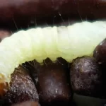 paciente-com-cancer-recebeu-comida-com-larva-em-hospital-no-rio,-diz-familia