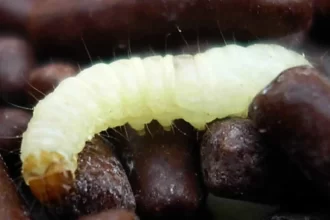 paciente-com-cancer-recebeu-comida-com-larva-em-hospital-no-rio,-diz-familia