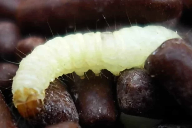 paciente-com-cancer-recebeu-comida-com-larva-em-hospital-no-rio,-diz-familia