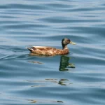 confirmado-primeiro-caso-de-gripe-aviaria-do-ano-no-estado-de-sao-paulo