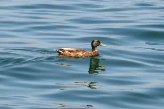confirmado-primeiro-caso-de-gripe-aviaria-do-ano-no-estado-de-sao-paulo