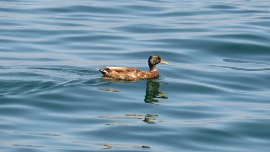 confirmado-primeiro-caso-de-gripe-aviaria-do-ano-no-estado-de-sao-paulo