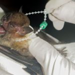 df-tem-dois-casos-de-raiva-em-morcegos-e-saude-intensifica-cuidados