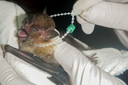 df-tem-dois-casos-de-raiva-em-morcegos-e-saude-intensifica-cuidados
