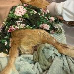 casal-e-preso-por-maus-tratos-a-cadela-em-teixeira;-animal-morre-na-clinica