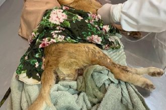 casal-e-preso-por-maus-tratos-a-cadela-em-teixeira;-animal-morre-na-clinica