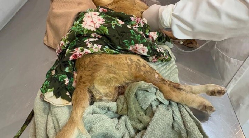 casal-e-preso-por-maus-tratos-a-cadela-em-teixeira;-animal-morre-na-clinica