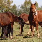 racao-contaminada-mata-245-equinos-em-quatro-estados